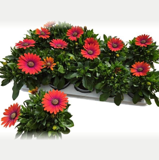 <h4>OSTEO FP RED</h4>