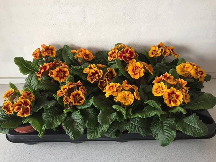 <h4>PRIMULA VERIS</h4>