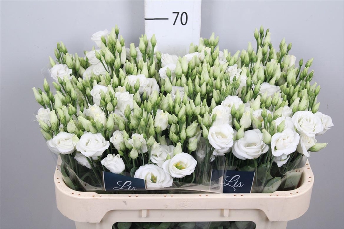 <h4>Eus G Rosi White</h4>