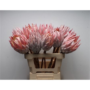 Protea Cynaroides No Leaves