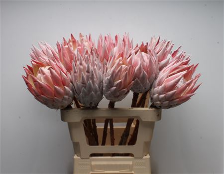 <h4>Protea Cynaroides No Leaves</h4>