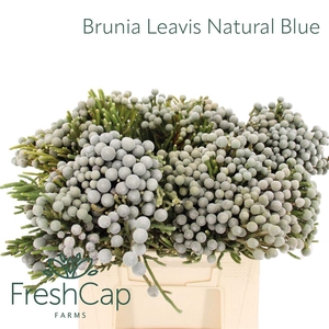 Brunia laevis