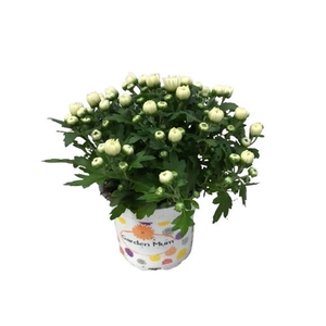 Chrysanthemum Gard mum White