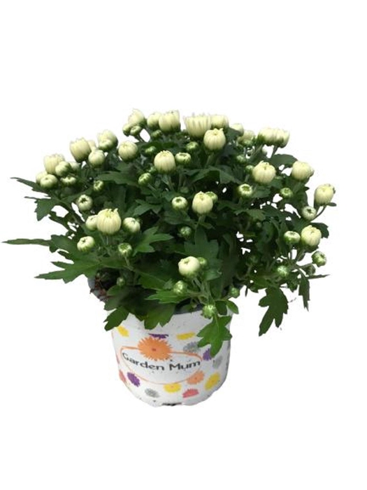 <h4>Chrysanthemum Gard mum White</h4>