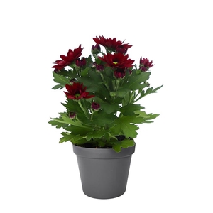 CHRYS.IND.HYBRID MINI P6 ROSSO