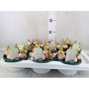 Hyacinthus orie. 'Pearl White'