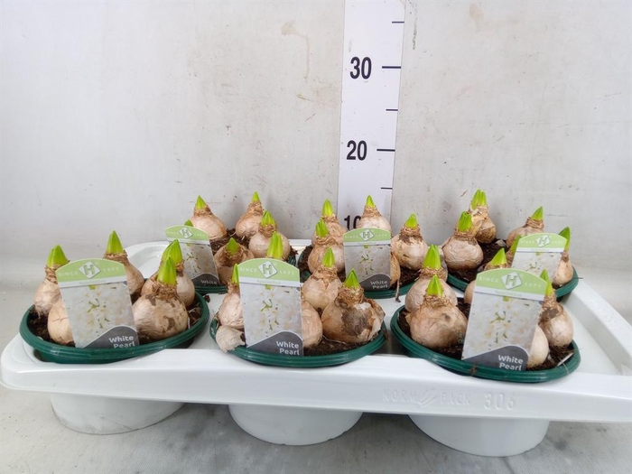 <h4>Hyacinthus orie. 'Pearl White'</h4>