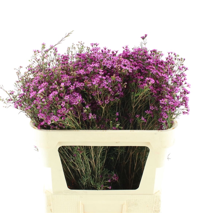 <h4>Chame Early Purple</h4>
