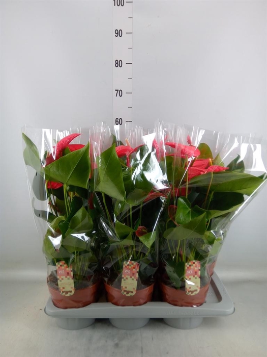 <h4>Anthurium andr. 'California'</h4>