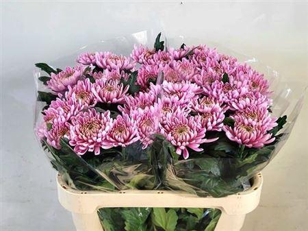 <h4>Chr G Rossano Dark</h4>