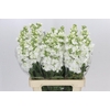 Matthiola Iron White