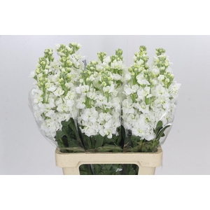 Matthiola Iron White