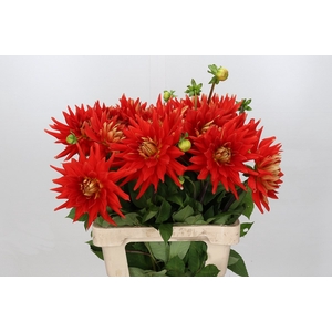 Dahlia Vulcan EPM Loos