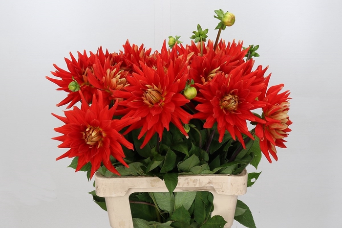 <h4>Dahlia Vulcan EPM Loos</h4>