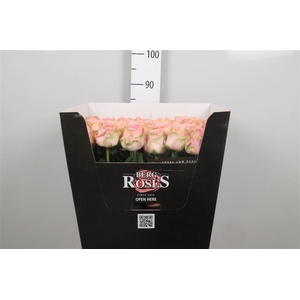 R Gr Sophia Loren B1