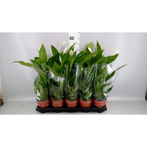 Spathiphyllum  'Alana'