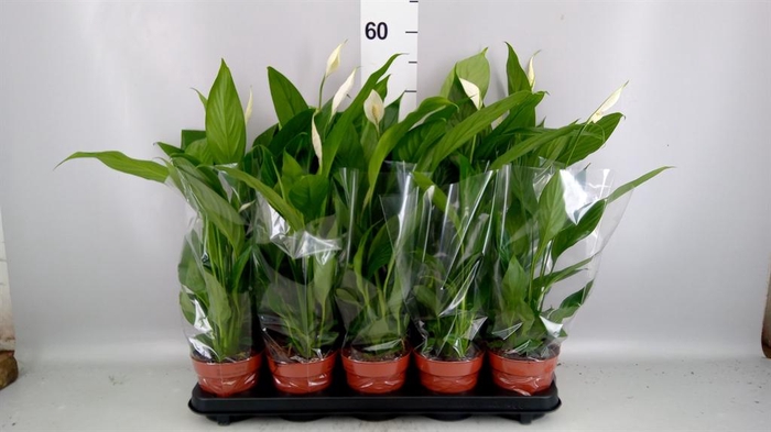 <h4>Spathiphyllum  'Alana'</h4>