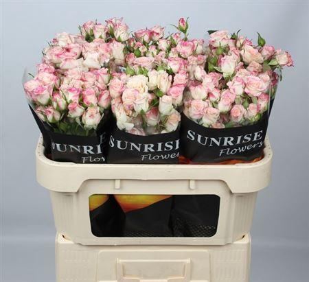 <h4>R Tr Reflex</h4>