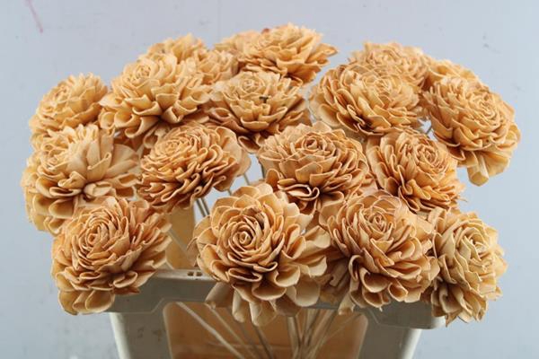 <h4>Droog Dhalia Peach 10 Cm</h4>