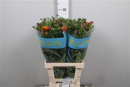 Ran Butterfly Satyros