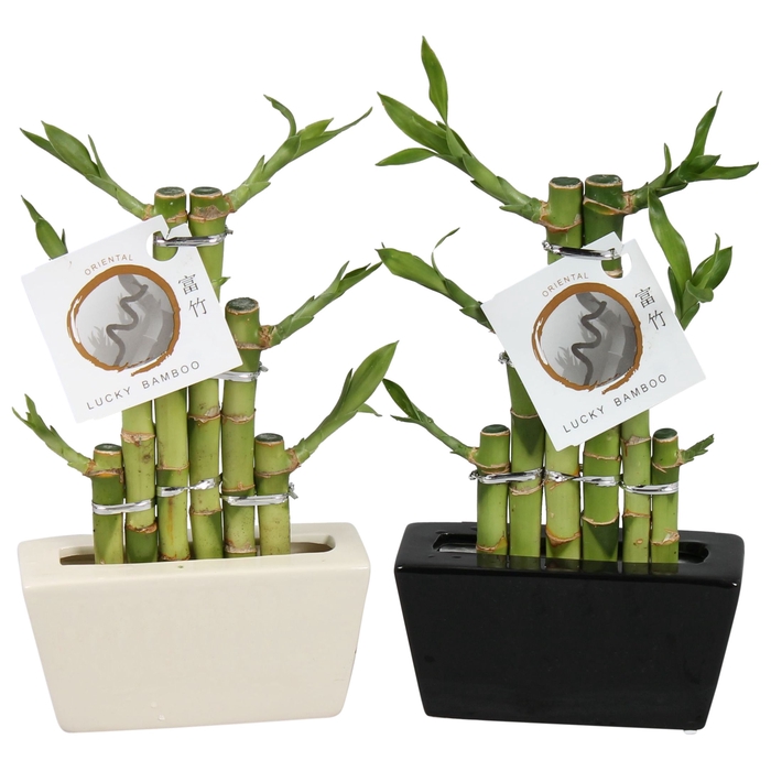 <h4>Dra Lucky Bamboo Keramiek</h4>