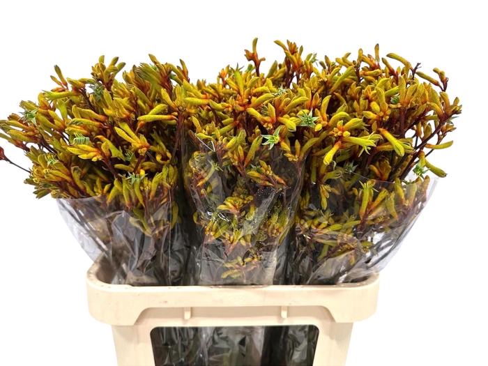 <h4>ANIGOZ GOLD FEVER</h4>