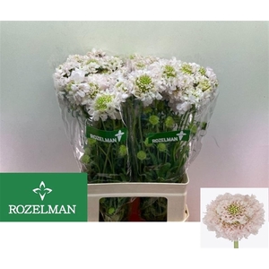 Scab At F Va B Scoop