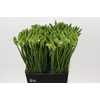 Ornithogalum Mount Fuji
