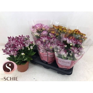 CHRYS GEM 2 KL BLOEM