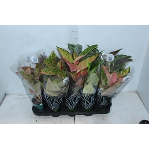 AGLAONEMA VARIADA P12 PREMIUM
