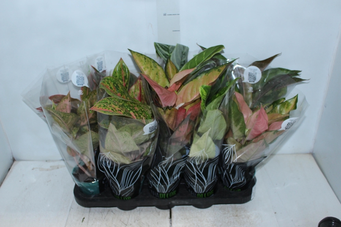 <h4>AGLAONEMA VARIADA P12 PREMIUM</h4>