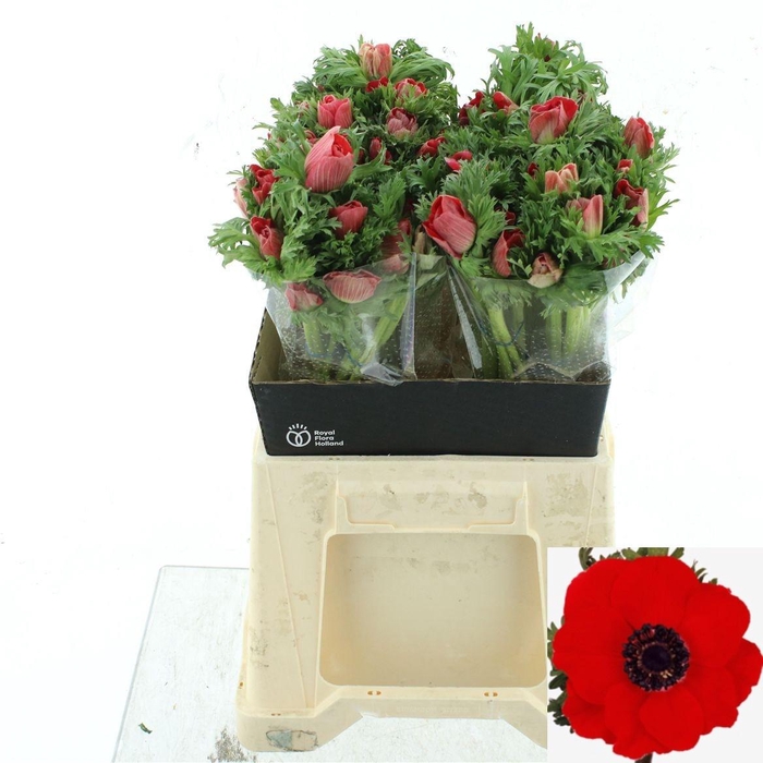 <h4>ANEM CO MAR RED</h4>