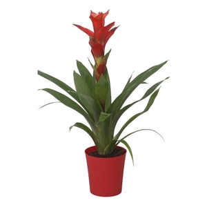 Guzmania Rouche in rode kunststof pot
