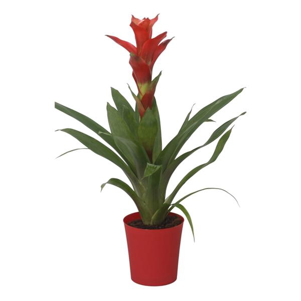 <h4>Guzmania Rouche in rode kunststof pot</h4>