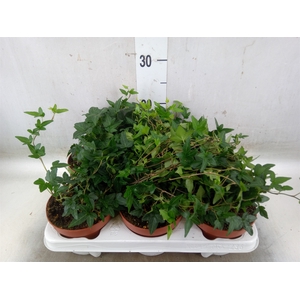 Hedera helix 'Shamrock'