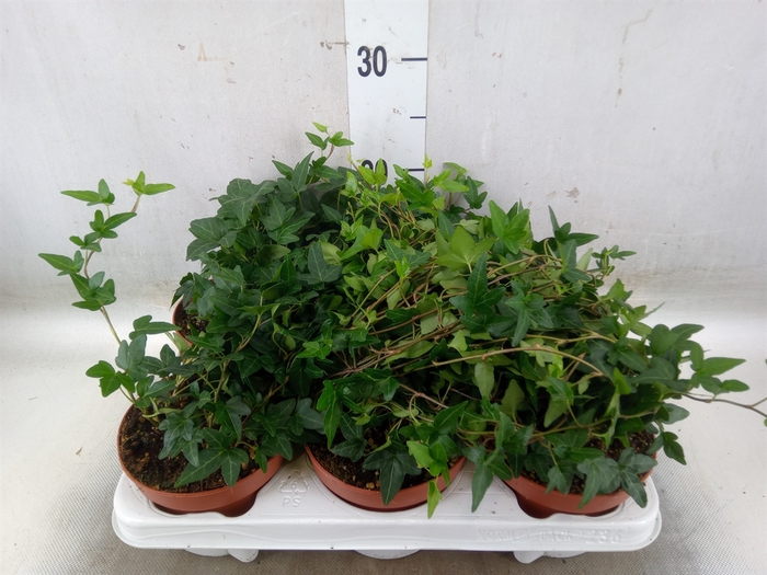 <h4>Hedera helix 'Shamrock'</h4>