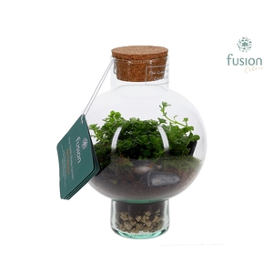 Green BottleLaura XSmall met Terrarium arrangement