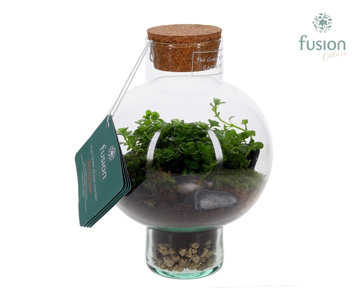 <h4>Green BottleLaura XSmall met Terrarium arrangement</h4>