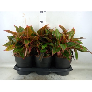 Aglaonema  'Jungle Red'