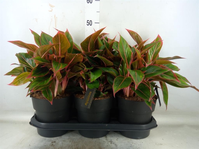 <h4>Aglaonema 'Jungle Red'</h4>