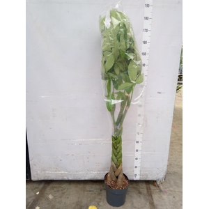 Pachira aquatica