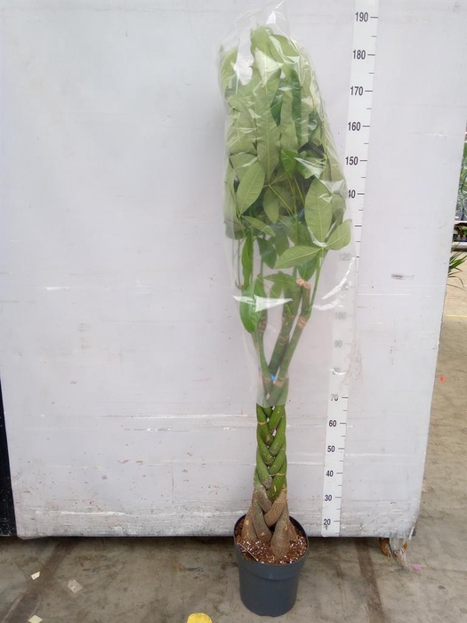 <h4>Pachira aquatica</h4>