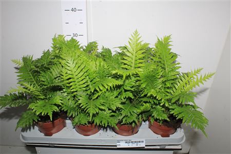 <h4>Blechnum Silver Lady</h4>
