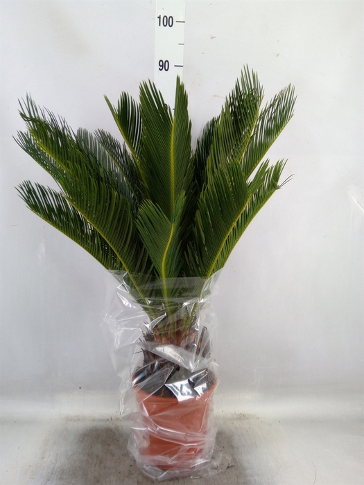 <h4>Cycas revoluta</h4>