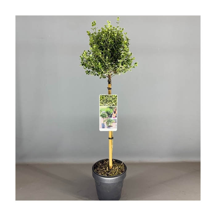 <h4>Euonymus fort. 'Emerald & Gaiety' C3</h4>