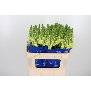 Antirrhinum Po Yellow