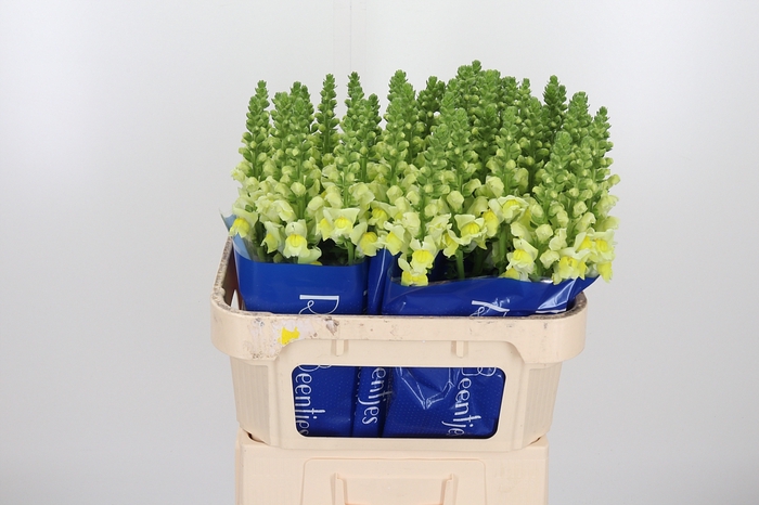 <h4>Antirrhinum Po Yellow</h4>