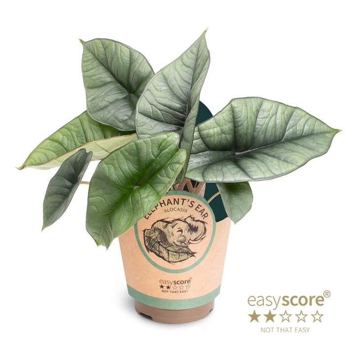<h4>ALOCASIA BISMA p11 Platinum paper</h4>