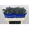 Eryngium Blue Dynamite