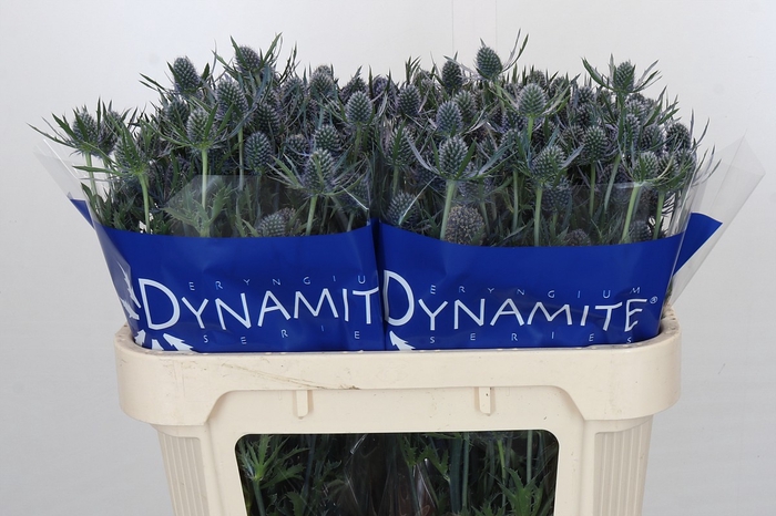 Eryngium Blue Dynamite